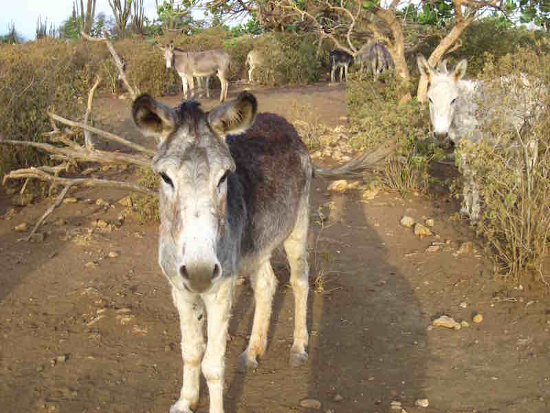 donkey sanctuary photo